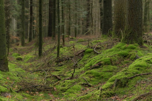 AZ7_1078.jpg