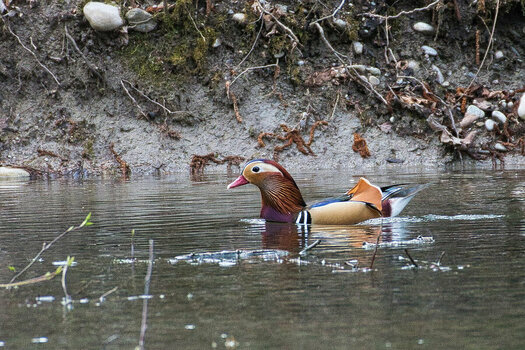 ROB_4956 Mandarin Duck.jpg