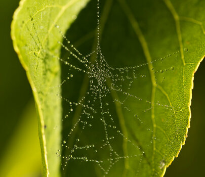 In the folds of the leaf_s.jpg