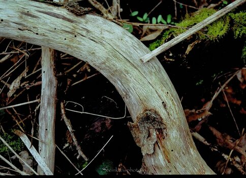 comp_Wald 202.jpg