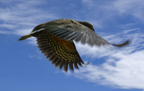 Kea 2s.jpg