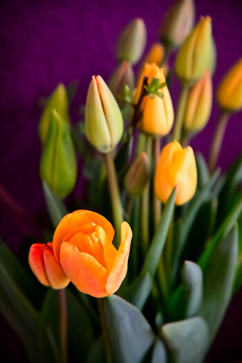 DSC_3577_1.jpg