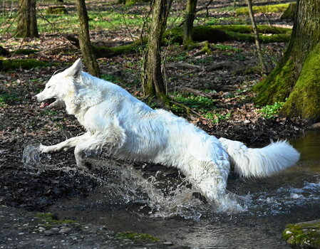 bachlauf900.JPG