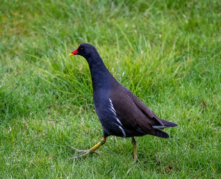 Ralle 1.jpg