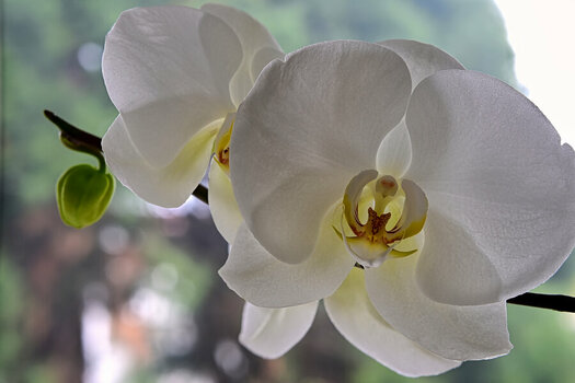 Orchidee (2).jpg