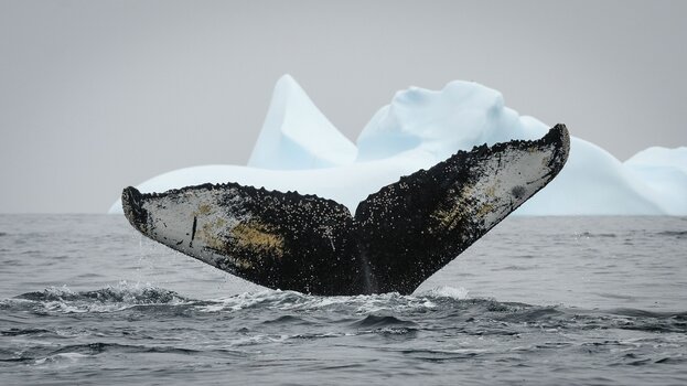 Die Schwanzflosse eines Buckelwals ragt aus dem Meer, im Hintergrund Eisberge