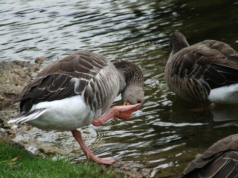 Gänse 1200.jpg