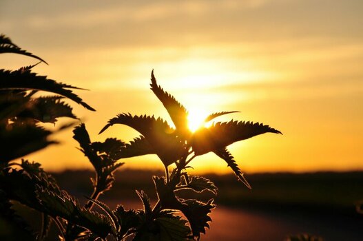 Brennnessel im Sonnenuntergang.jpg