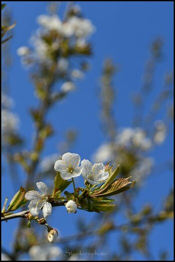 comp_Kirschblüten.jpg