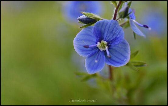 comp_Blaue Blume Ehrenpreis.jpg