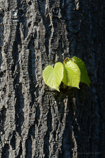 DSC_5092_DxO_Forum.jpg