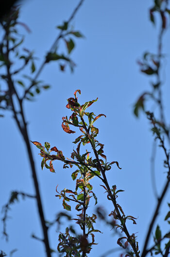 DSC_10885.jpg