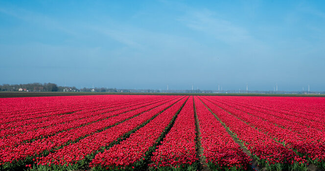 Tulpenfeld.jpg