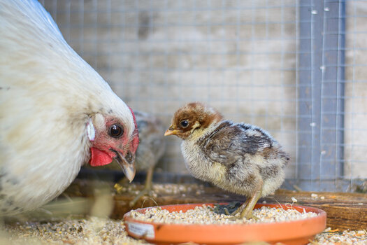 küken + mama-4348.jpg