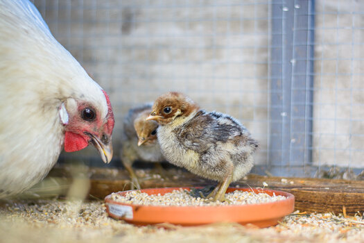 küken + mama-4349.jpg