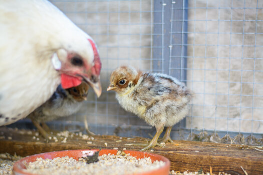 küken + mama-4364.jpg