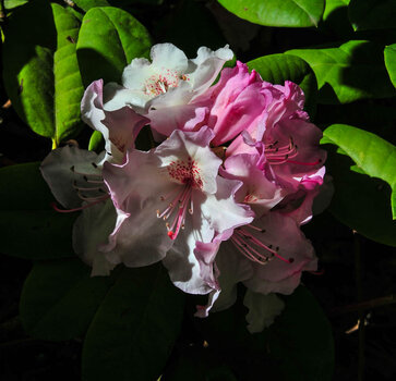 DSC_3383.jpg