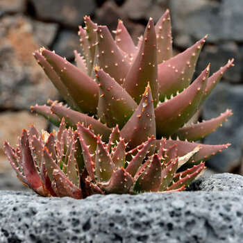 DSC_0721_DxO.jpg