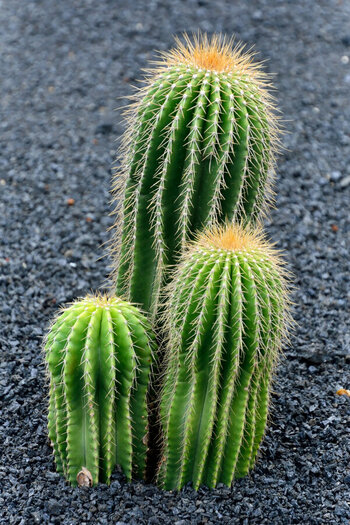 DSC_0743_DxO.jpg