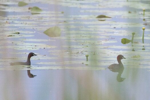 ROB_8627 Ente X(1).jpg