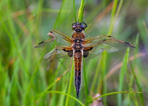 Libelle 1.jpg