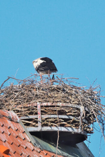 Storchennest.jpg