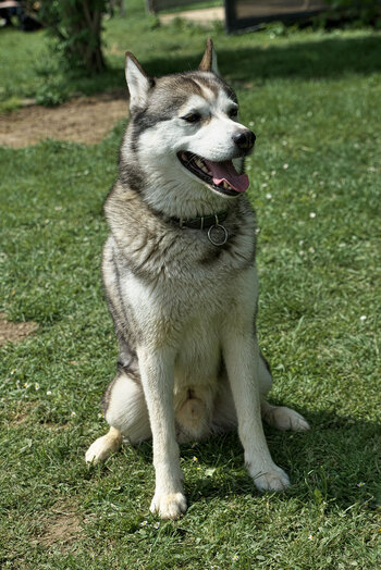 Huskytreff Melle 140523 -144.jpg