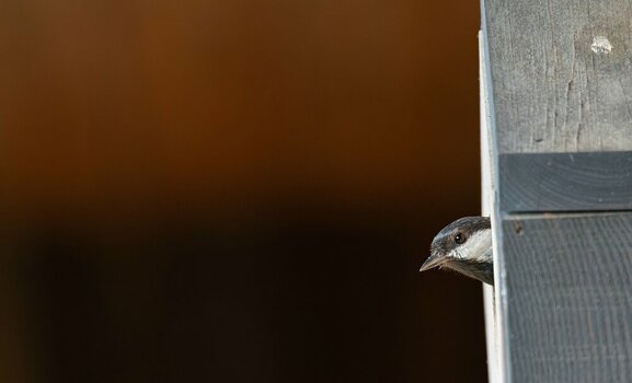 comp_DSC_4109-Verbessert-RR.jpg