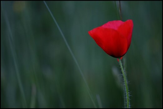 comp_Mohn - leuchtend.jpg