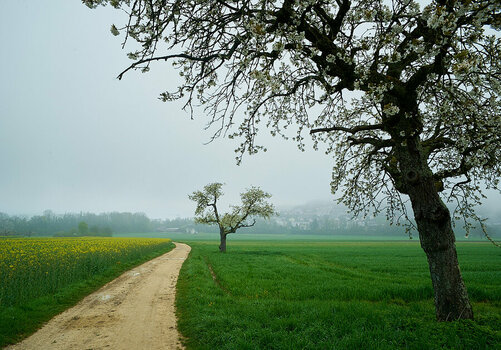 Nikkor_DSC2615 1.jpg