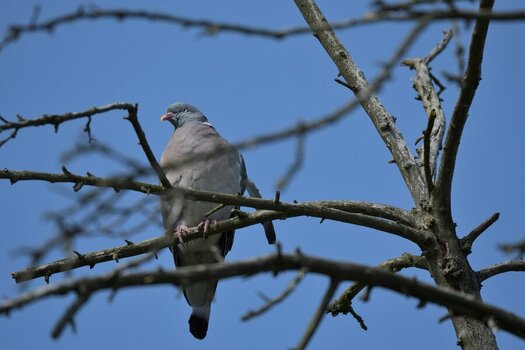 DSC_3675_00001n.jpg