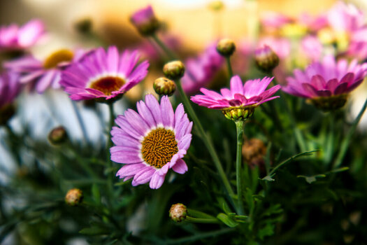 DSC_4162_1.jpg