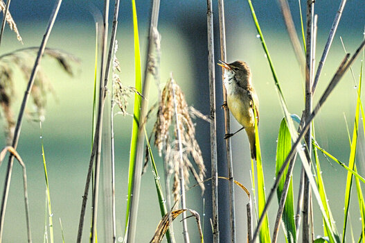 DSC_3352 Teichrohrsänger.jpg