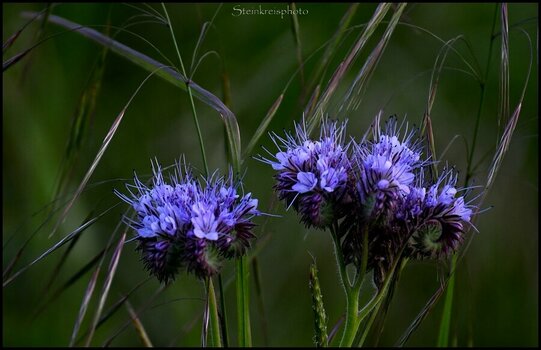 comp_Phacelia 2.jpg