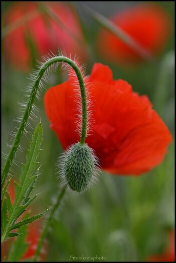 comp_Mohn-Knospe im Vordergrund.jpg