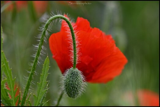 comp_Mohn 2023.jpg