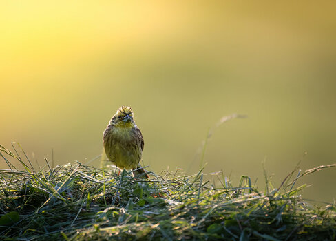 1200WLD_8990-LrC-LrC-2.jpg