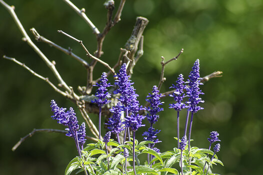 _DSC5111_DxO_Forum.jpg