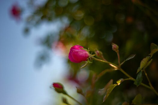 comp_DSC_1350.jpg