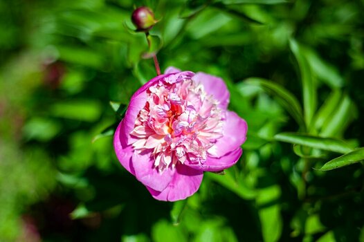 comp_DSC_1358.jpg
