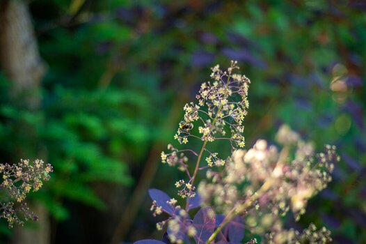 comp_DSC_1364.jpg