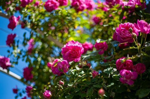 comp_DSC_1384.jpg