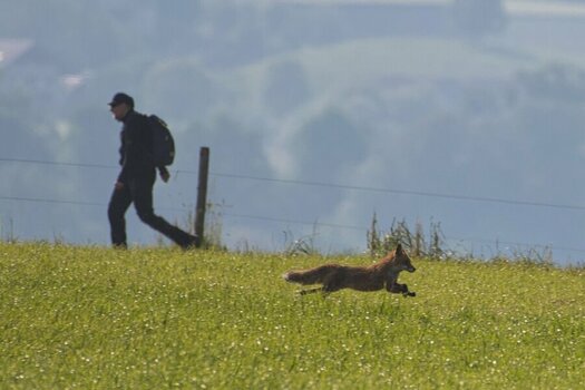 ROB_0018 Fuchs Wanderer.jpg