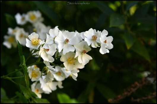 comp_Rose-Rambler.jpg