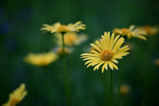 sigma 56mm 020.JPG