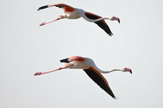 NZ9_7010_1.jpg