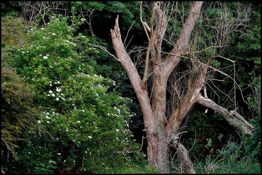 comp_Toter Baum im Frühling.jpg