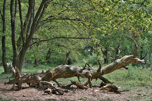 DFX_1366.jpg
