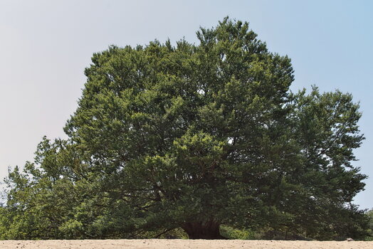 DFX_1632.jpg