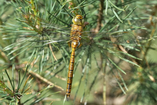DFX_1553.jpg